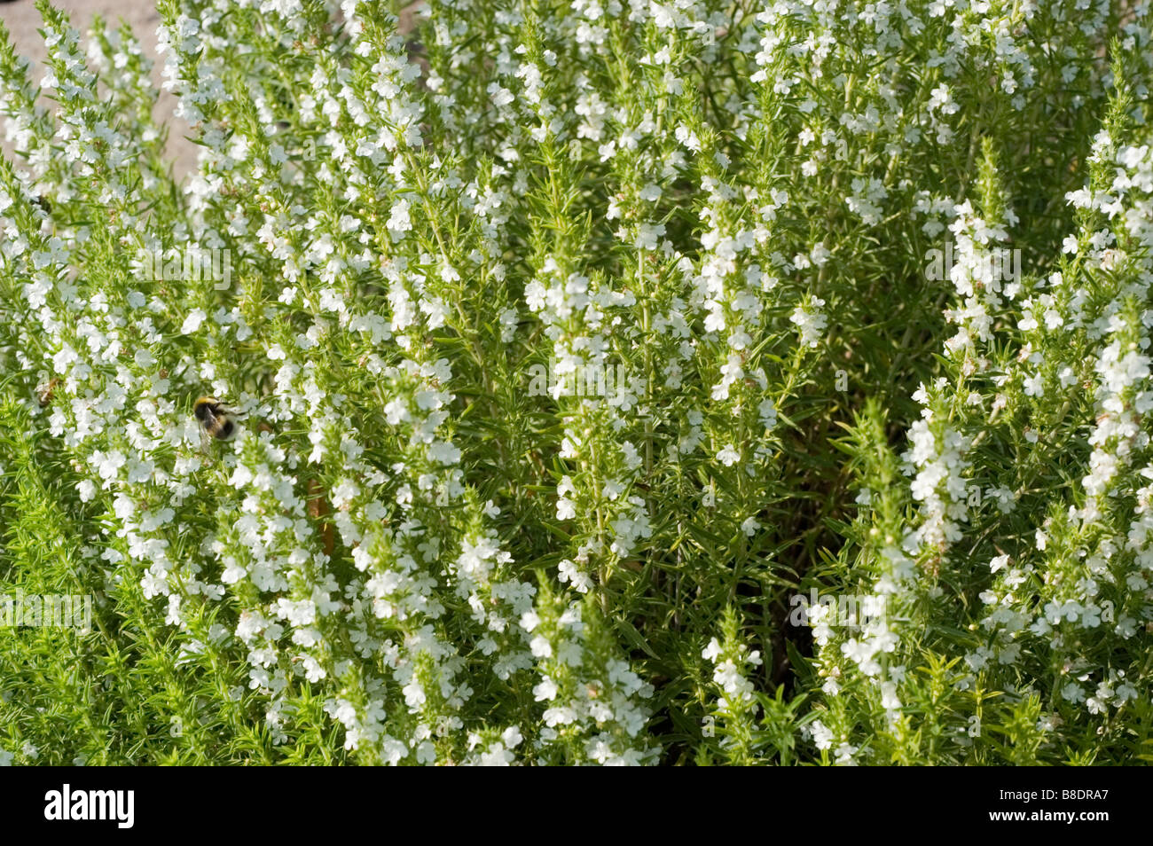 White flowers of Winter Savory, Satureja montana Stock Photo