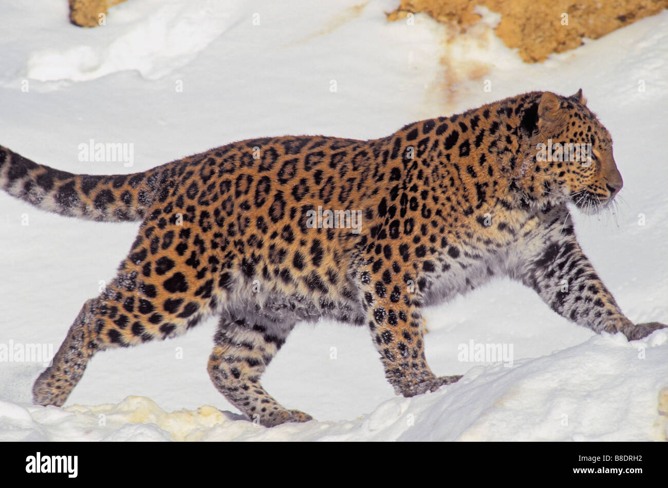 Snow leopard location hi-res stock photography and images - Alamy