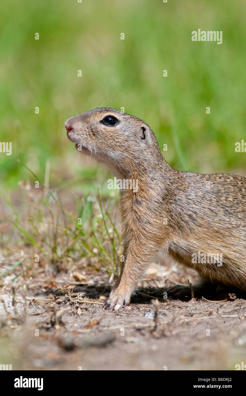 Europ isches Ziesel Spermophilus Citellus European Ground Squirrel 