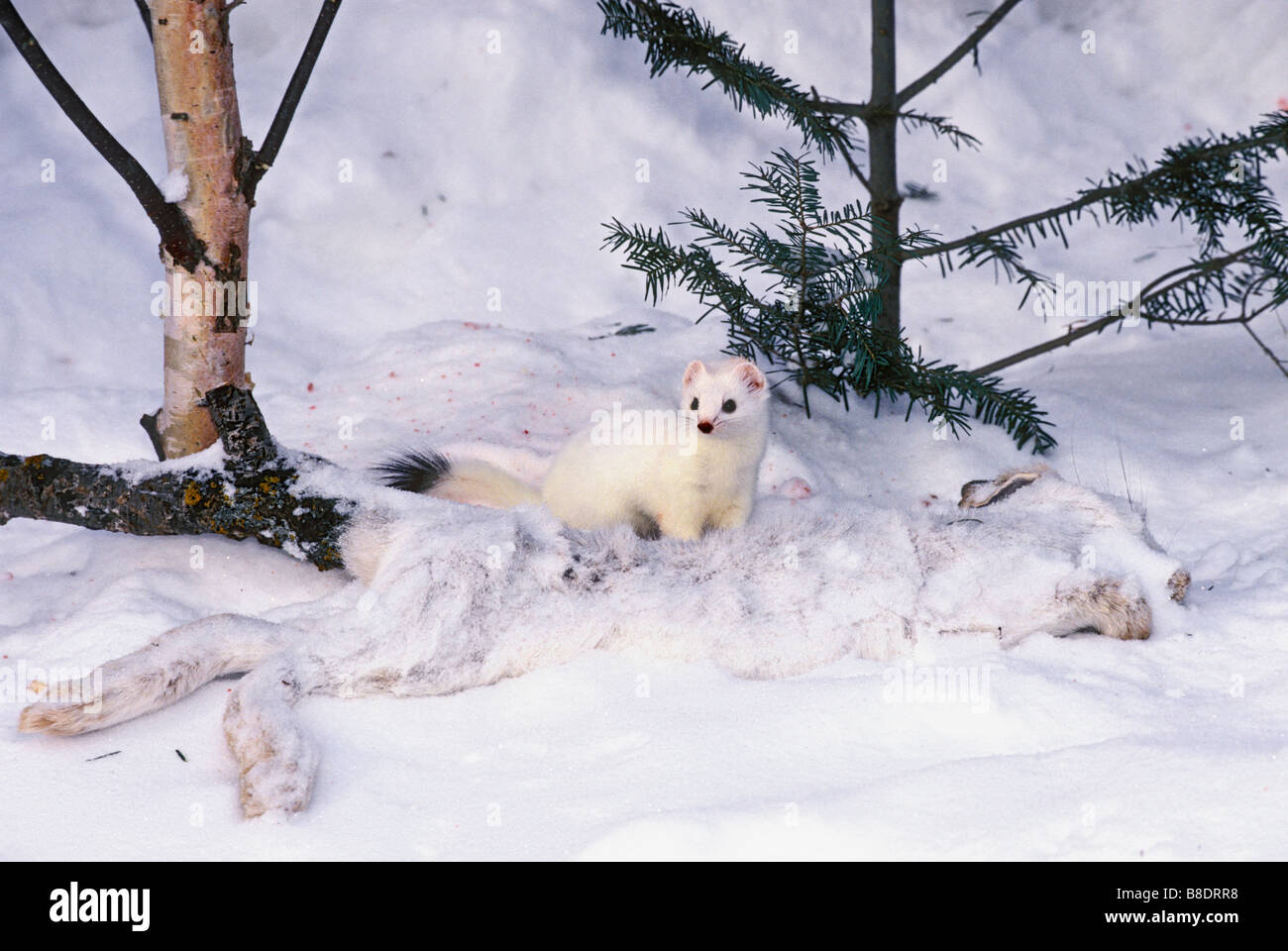 tk0518, Thomas Kitchin; Ermine with snowshoe hare carcass Stock Photo