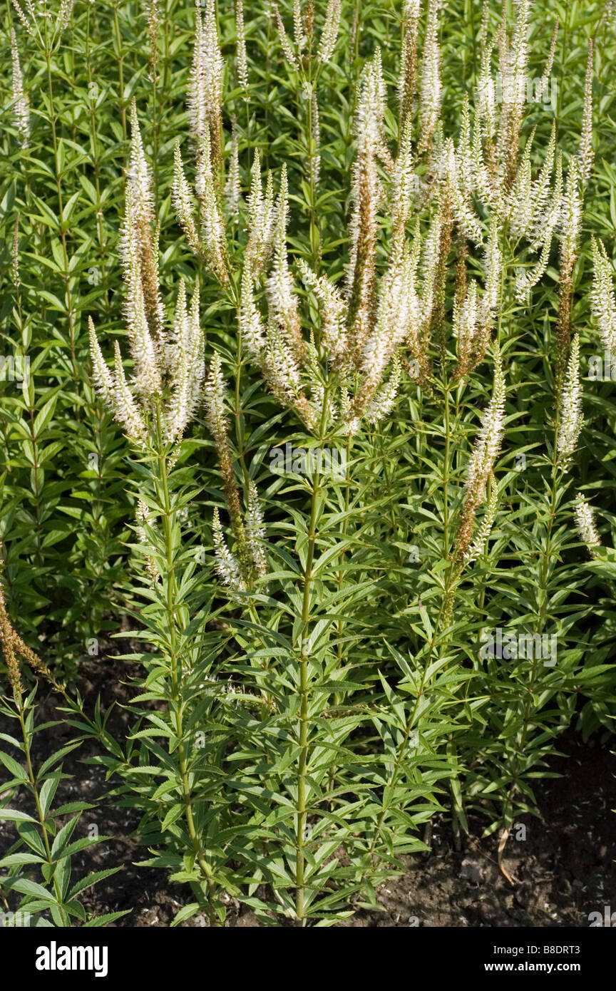 Siberian speedwell , Scrophulariaceae, Veronica Sibirica Stock Photo