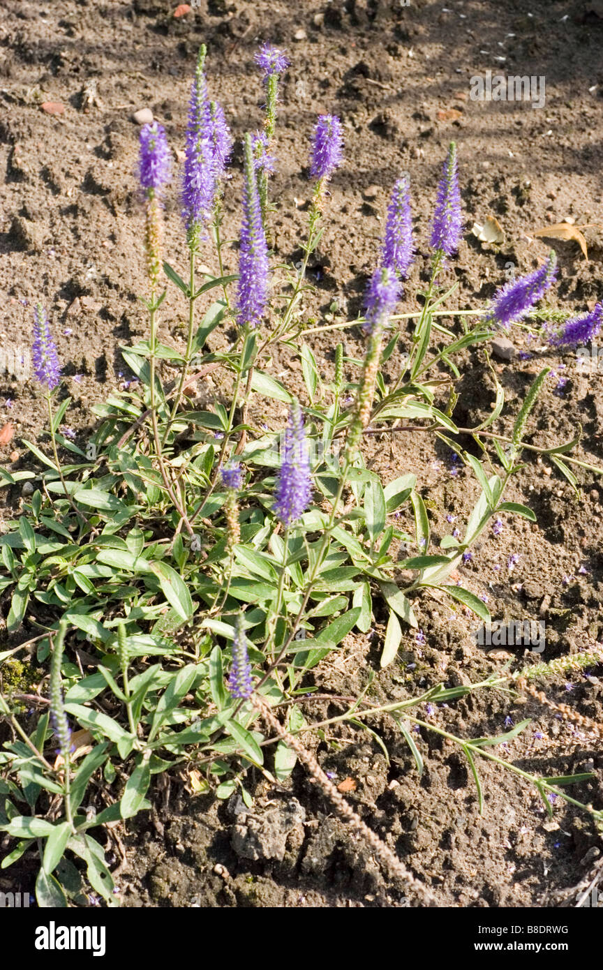 Spiked speedwell, Scrophulariaceae, Veronica Spicata Stock Photo