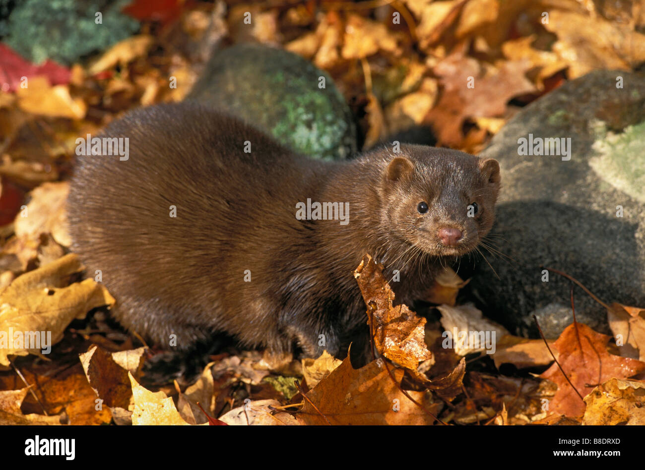 Maple Ridge Minks tk0537, Thomas Kitchin; Mink in autumn maple leaves, Lake Superior ...