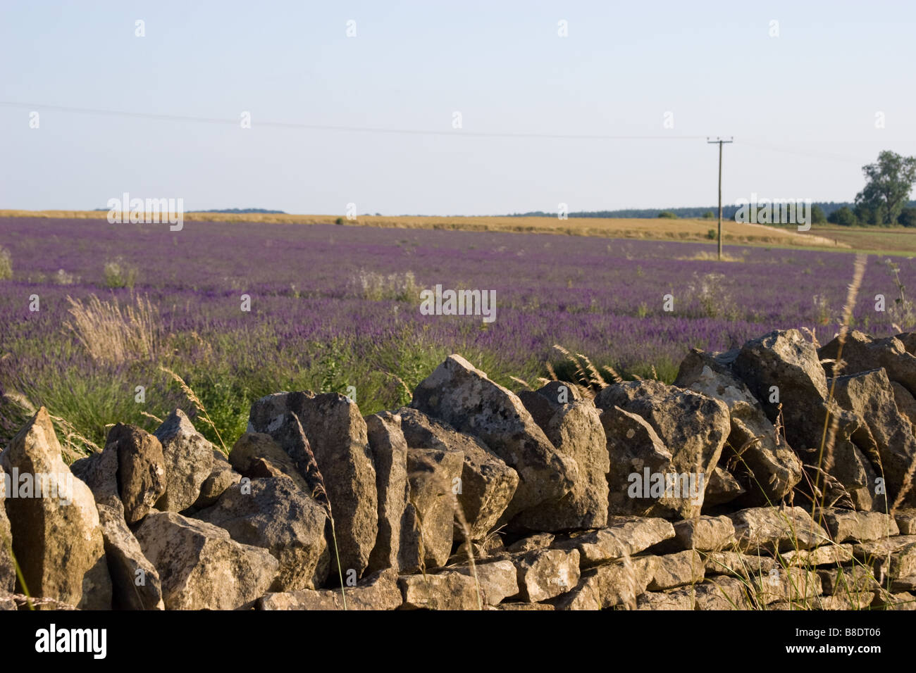 A field of lavender, in flower - traditional Cotswold dry-stone wall in foreground Stock Photo