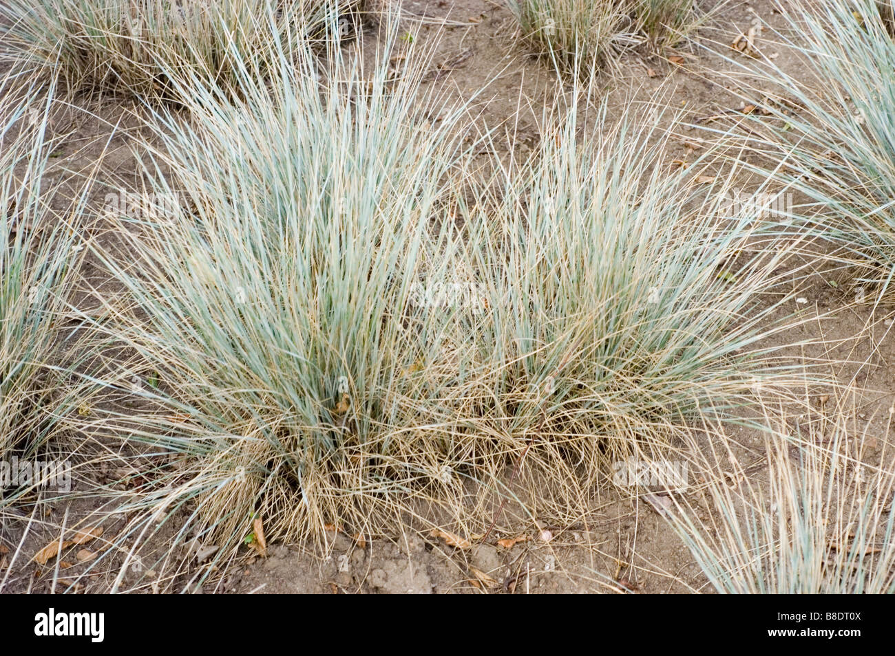 Blue Oat Grass, Blue Avena Grass , Helictotrichon sempervirens Stock Photo Alamy