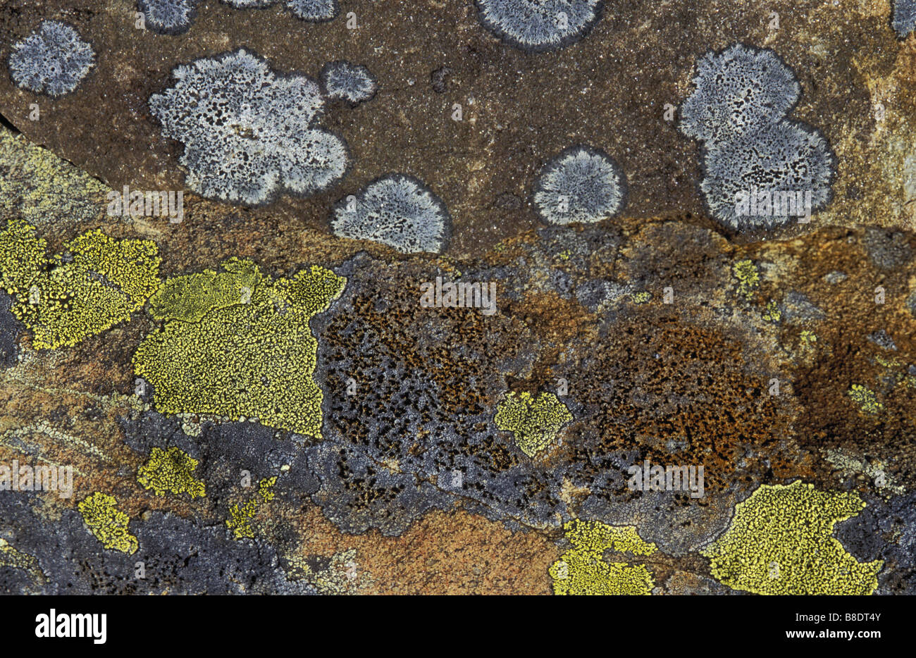 Lichen stabilisé Orange par kg