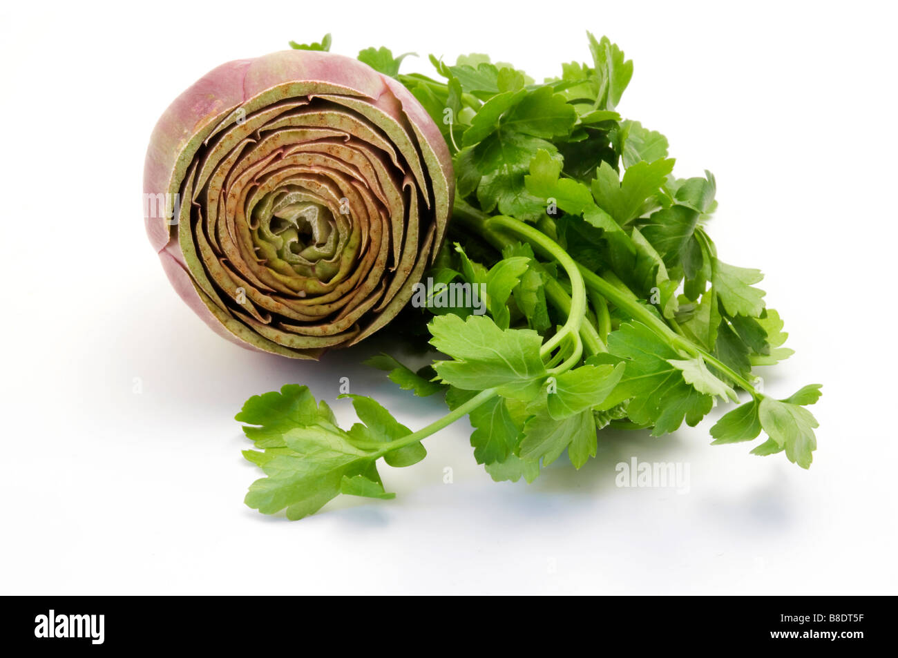 Artichoke (Cynara cardunculus) and Parsley (Petroselinum crispum) on a white background Stock Photo