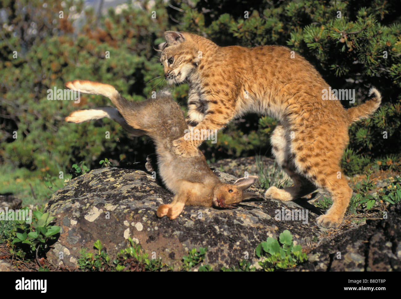 tk0612, Thomas Kitchin; Bobcat with snowshoe hare in summer, Rocky