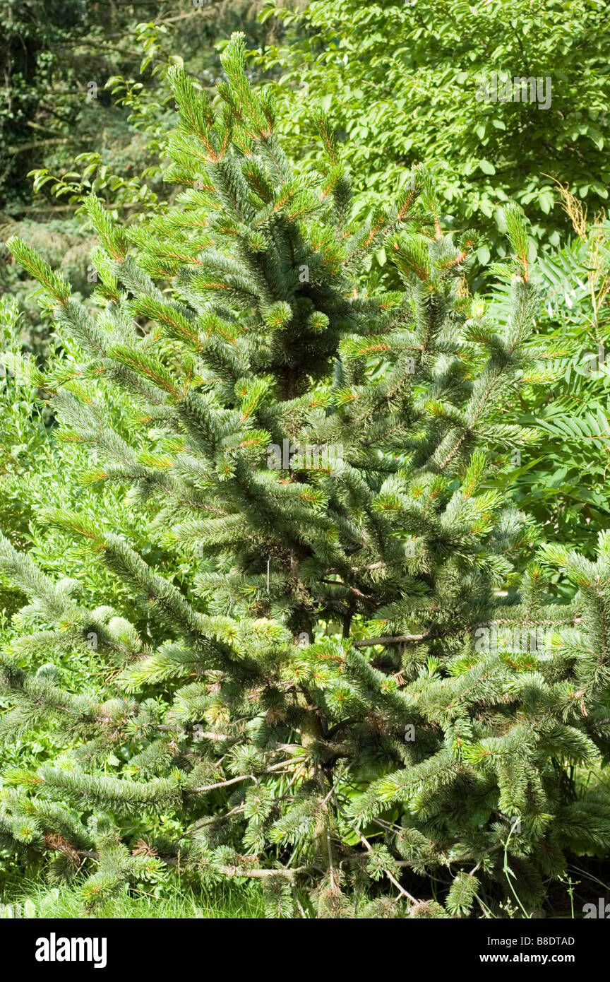 Rocky mountain bristlecone pine, Pinus aristata, Colorado, California, USA, North America Stock Photo