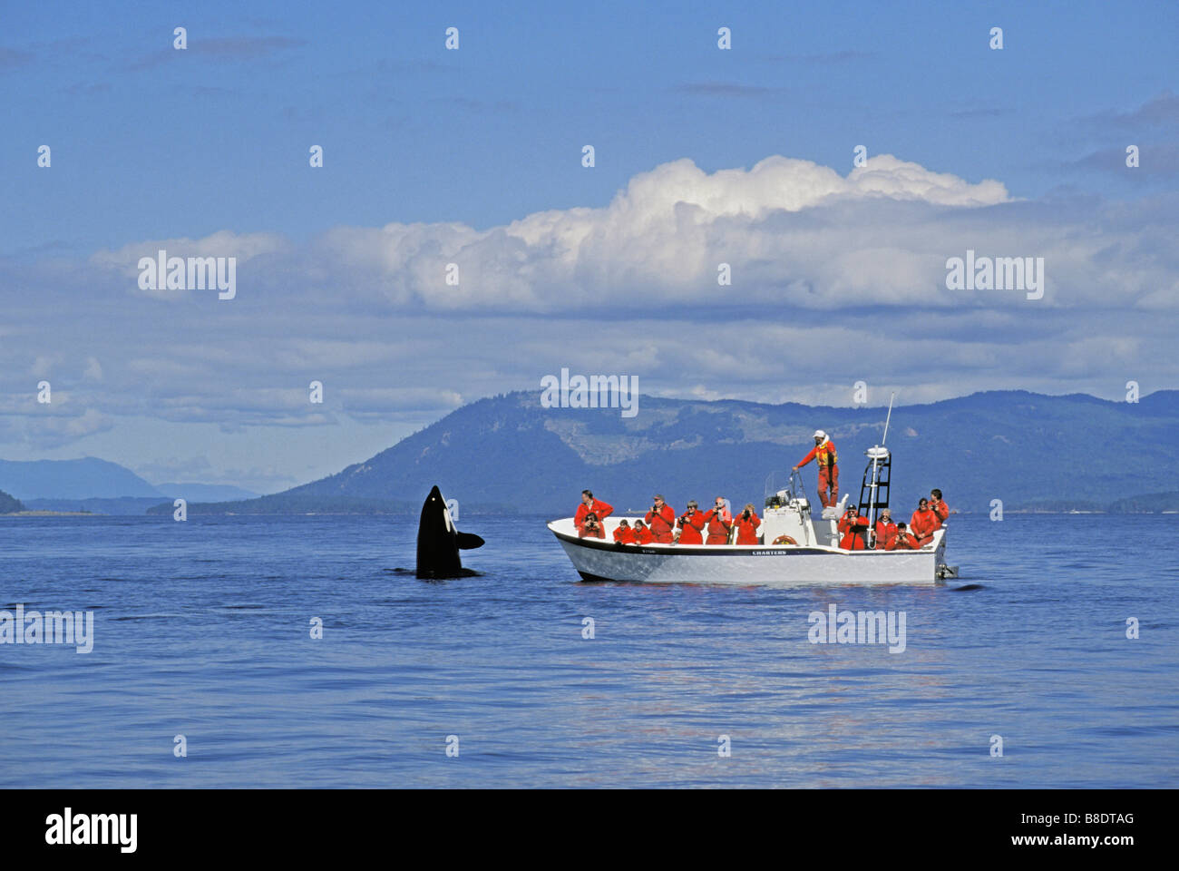 tk0630, Thomas Kitchin; Orca/Killer Whale whale watchers  Vancouver Island, BC  Canada  Haro Strait  Orcinus orca Stock Photo