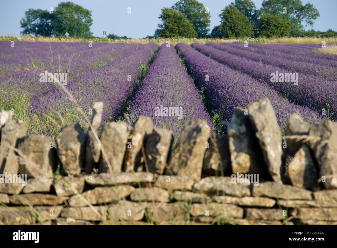 A field of lavender, in flower - traditional Cotswold dry-stone wall in foreground Stock Photo