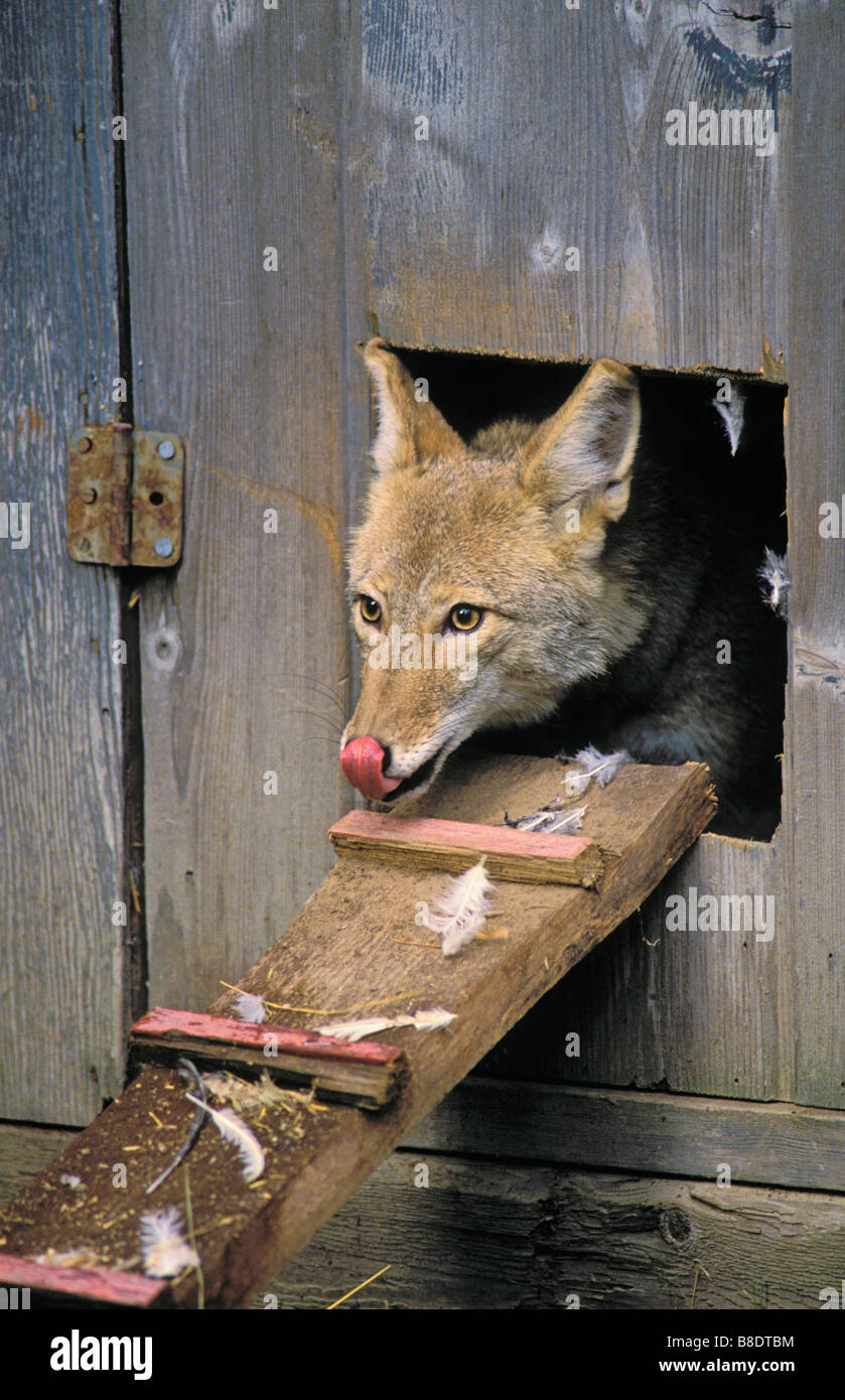 tk0640, Thomas Kitchin; Coyote raiding chicken coop Predator/prey Canis