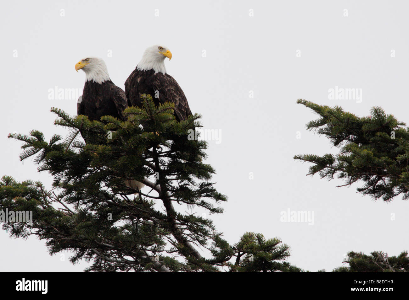 Bald eagle pair guarding nest Victoria British Columbia Canada Stock Photo
