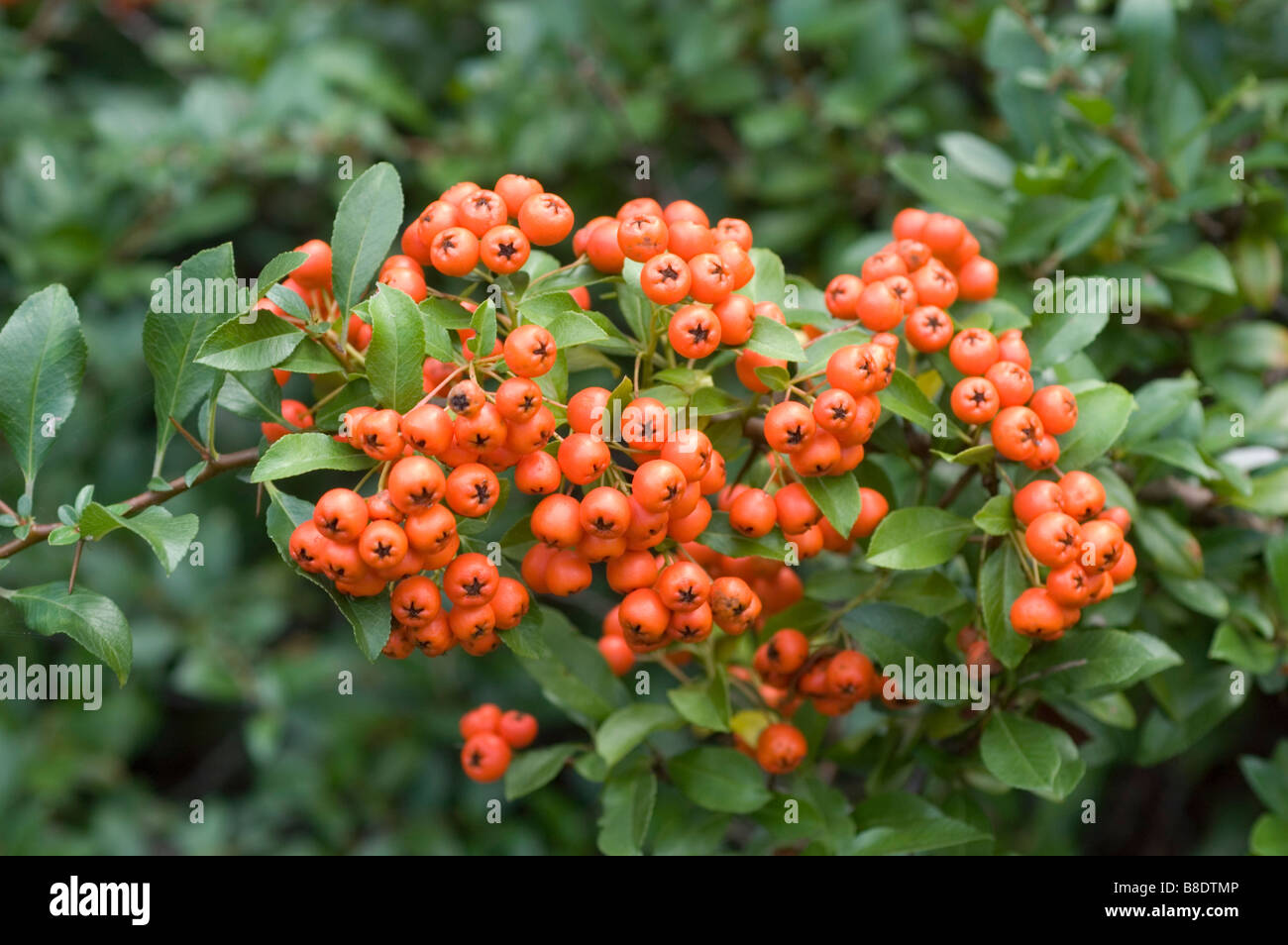 Red berries of scarlet firethorn , Pyracantha coccinea, North America, USA Stock Photo