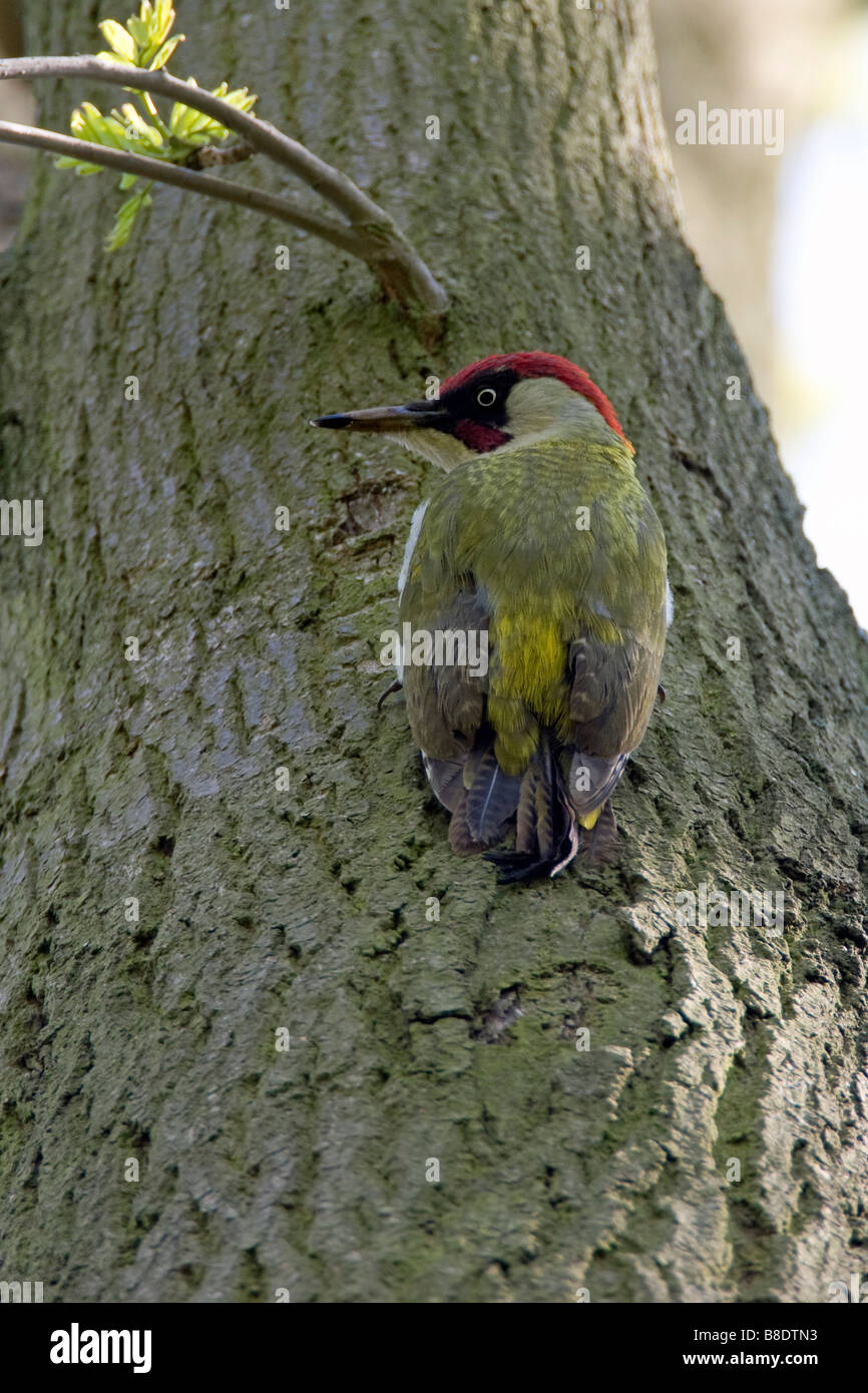 Green Woodpecker Picus viridis Picidae Stock Photo