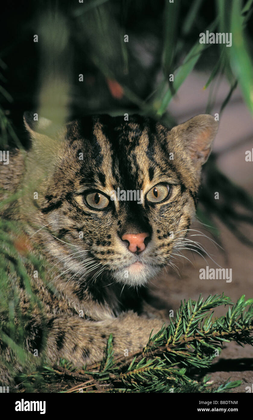 Fishing cat sri lanka hi-res stock photography and images - Alamy