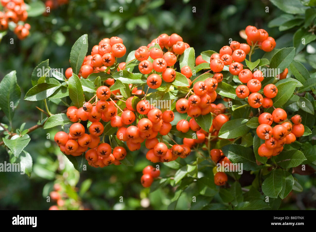 Red berries of scarlet firethorn , Pyracantha coccinea, North America, USA Stock Photo