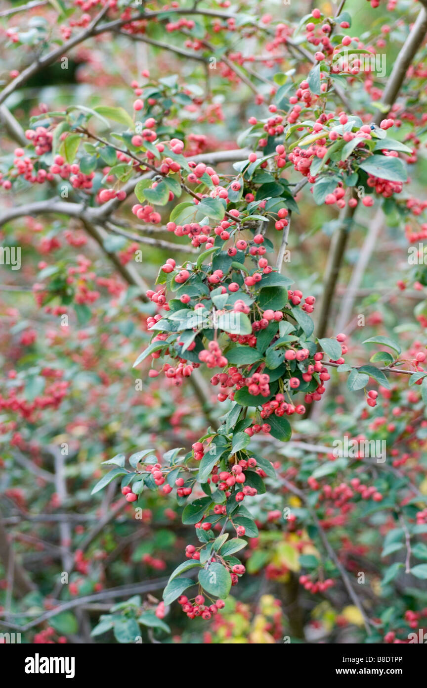 Red berries of Rosaceae, Cotoneaster roseus, Himalayas, Afghanistan Stock Photo
