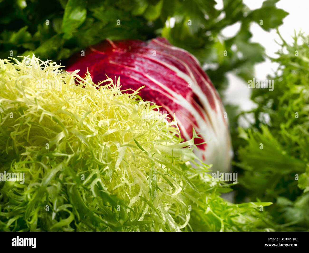 Curly endive hires stock photography and images Alamy