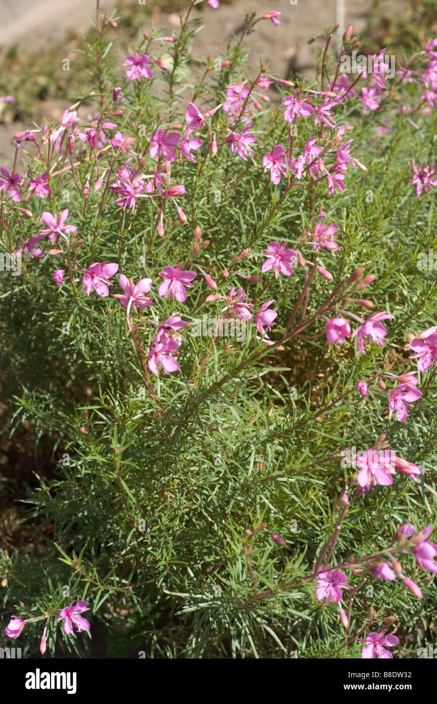 Marsh Willowherb, Onagraceae, Chamaenerion palustre, Epilobium dodonaei Stock Photo