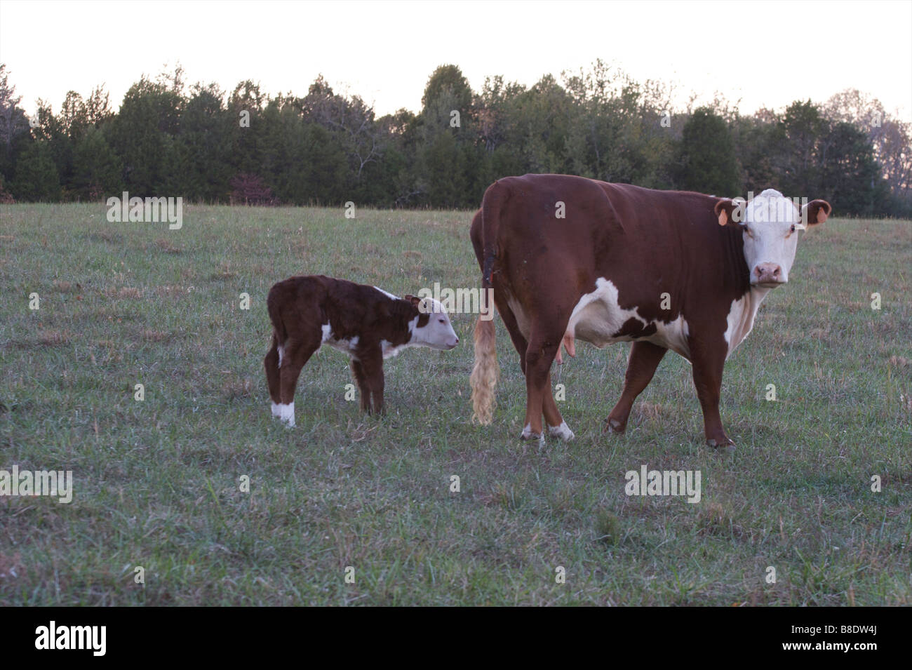 Brown polled Hereford Mother cow with baby calve in a field on a farm