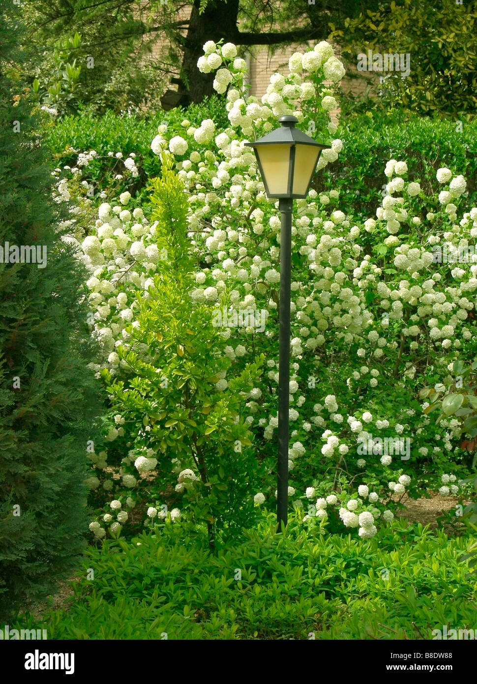 Lamp in a garden and snowball bush Viburnum opulus 'roseum' Stock Photo