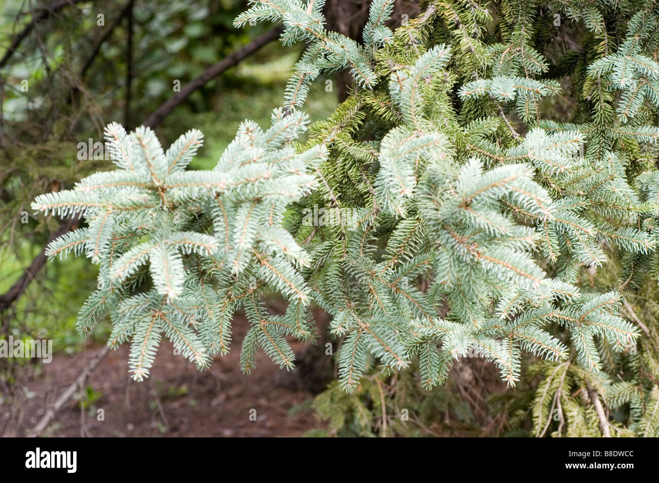 Dragon spruce , Pinaceae, Picea asperata, Asia, China, yun shan, Stock Photo