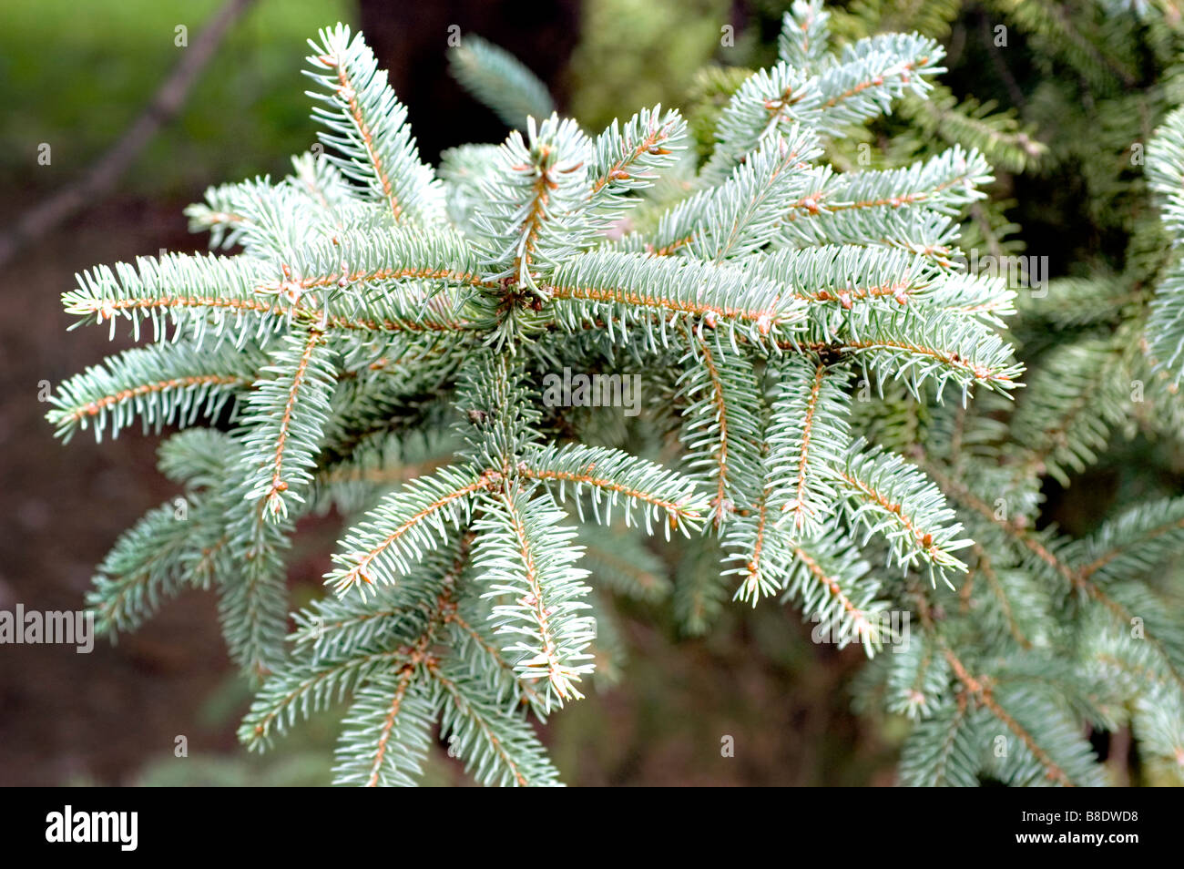 Dragon spruce , Pinaceae, Picea asperata, Asia, China, yun shan, Stock Photo