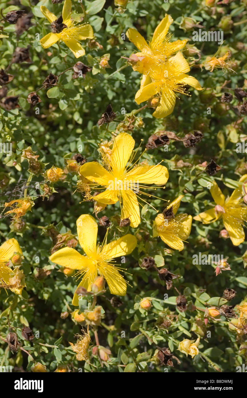 Yellow flowers of Dwarf Mormon Tea, Ephedraceae, Ephedra minima, China