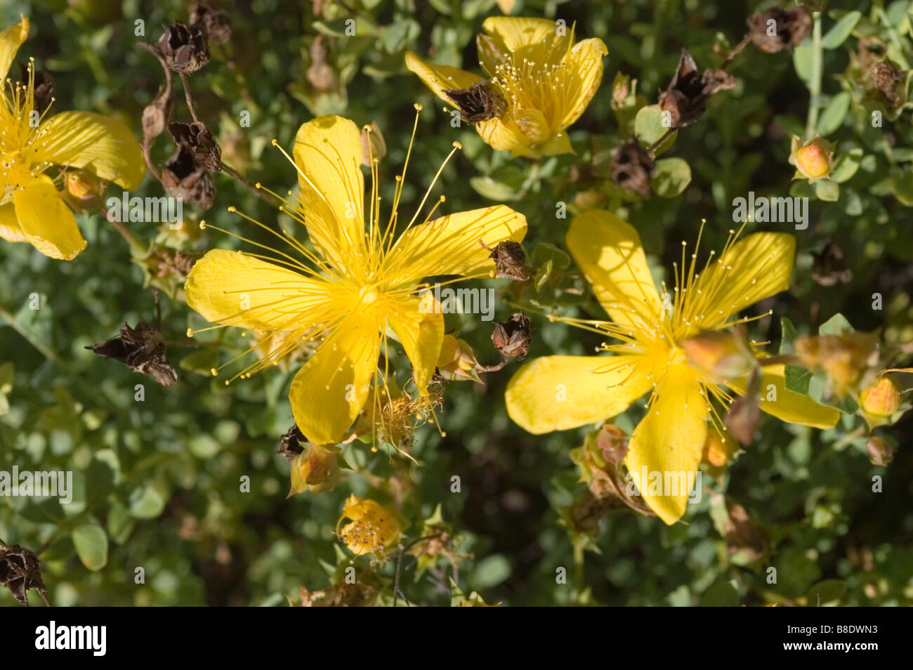 Yellow flowers of Dwarf Mormon Tea, Ephedraceae, Ephedra minima, China