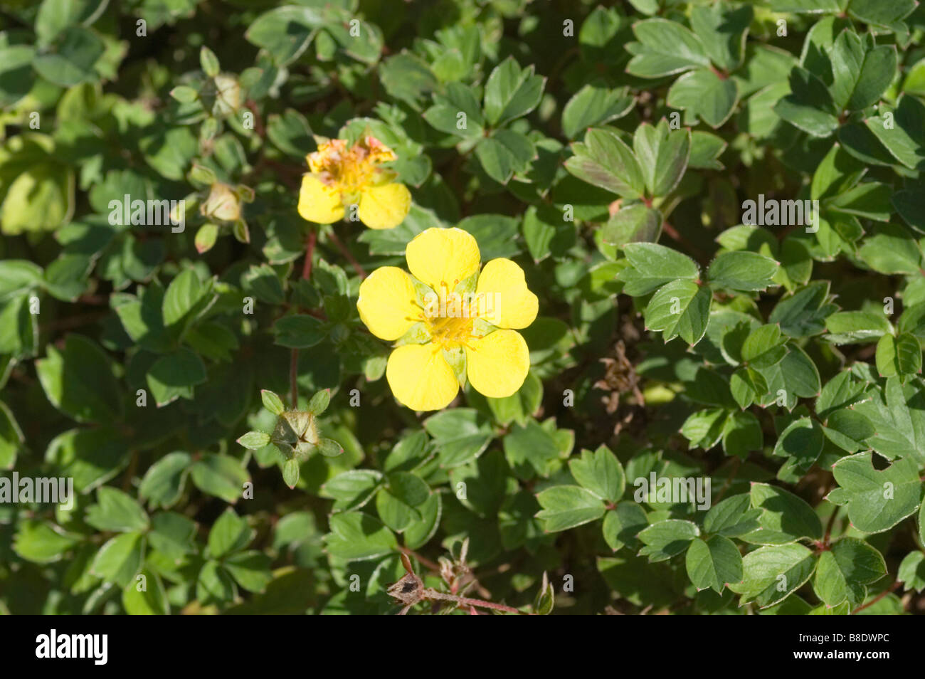 Yellow flower of Five Finger Cinquefoil, Rosaceae, Potentilla ambigua, Potentilla cuneata , Himalayas Stock Photo