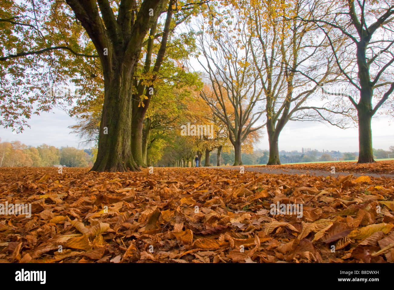 Trees in Autumn Stock Photo - Alamy