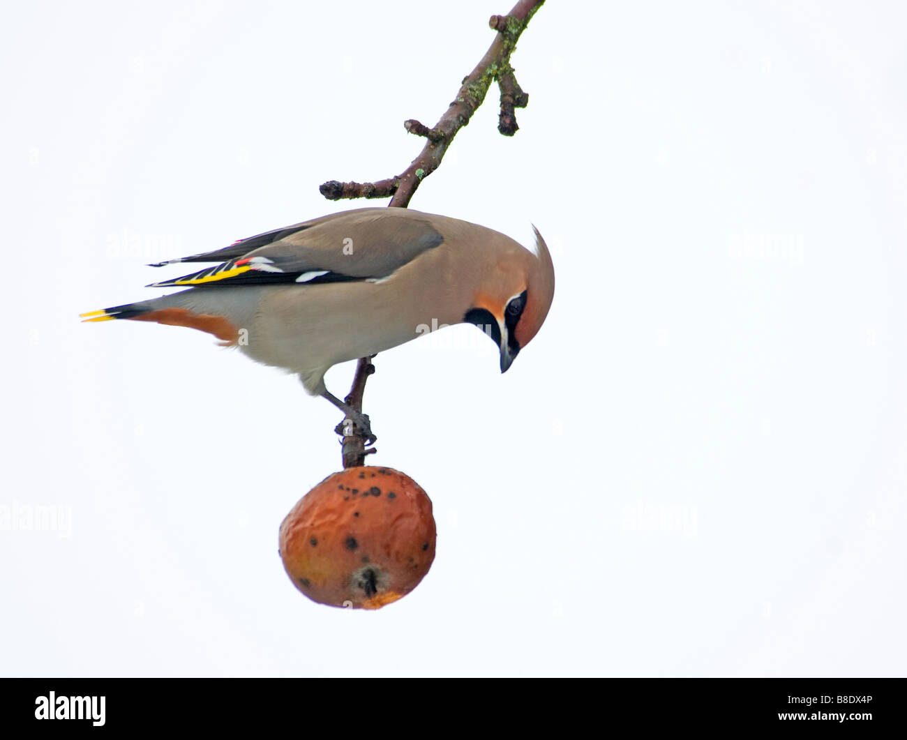 Waxwing feeding on old rotting Apples in late winter, Aviemore Scottish Highlands.   SCO 2171 Stock Photo