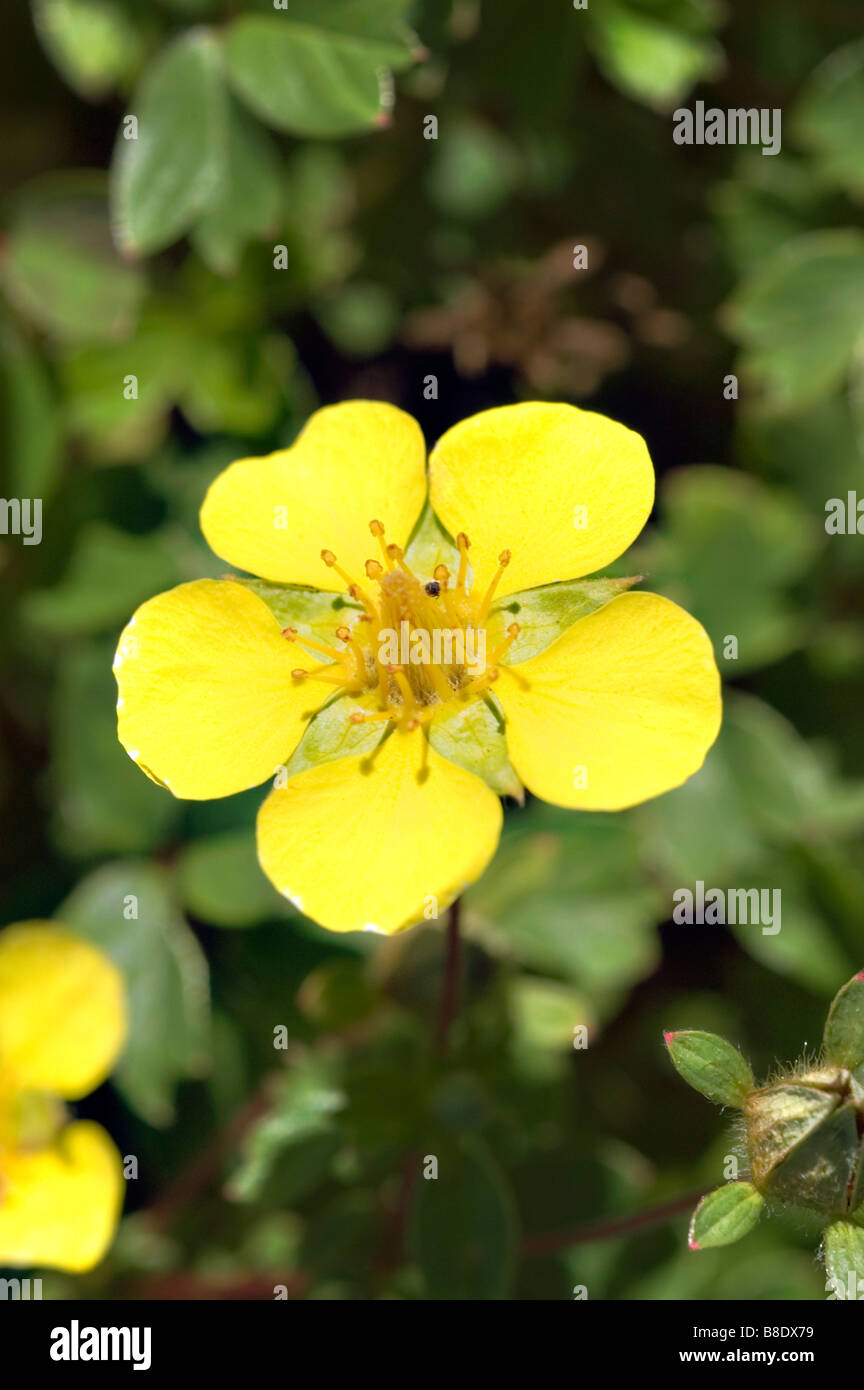 Yellow flower of Five Finger Cinquefoil, Rosaceae, Potentilla ambigua, Potentilla cuneata , Himalayas Stock Photo