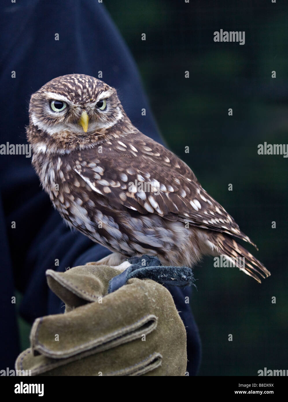 Little Owl (athene noctua), UK Stock Photo Alamy