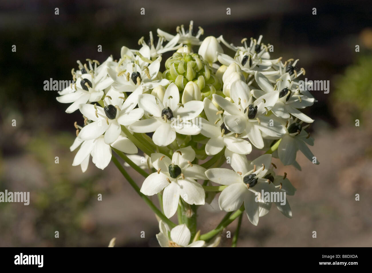 Giant Chincherinchee, Wonder-flower, Cape Chincherinchee, Hyacinthaceae , Ornithogalum saundersiae Stock Photo