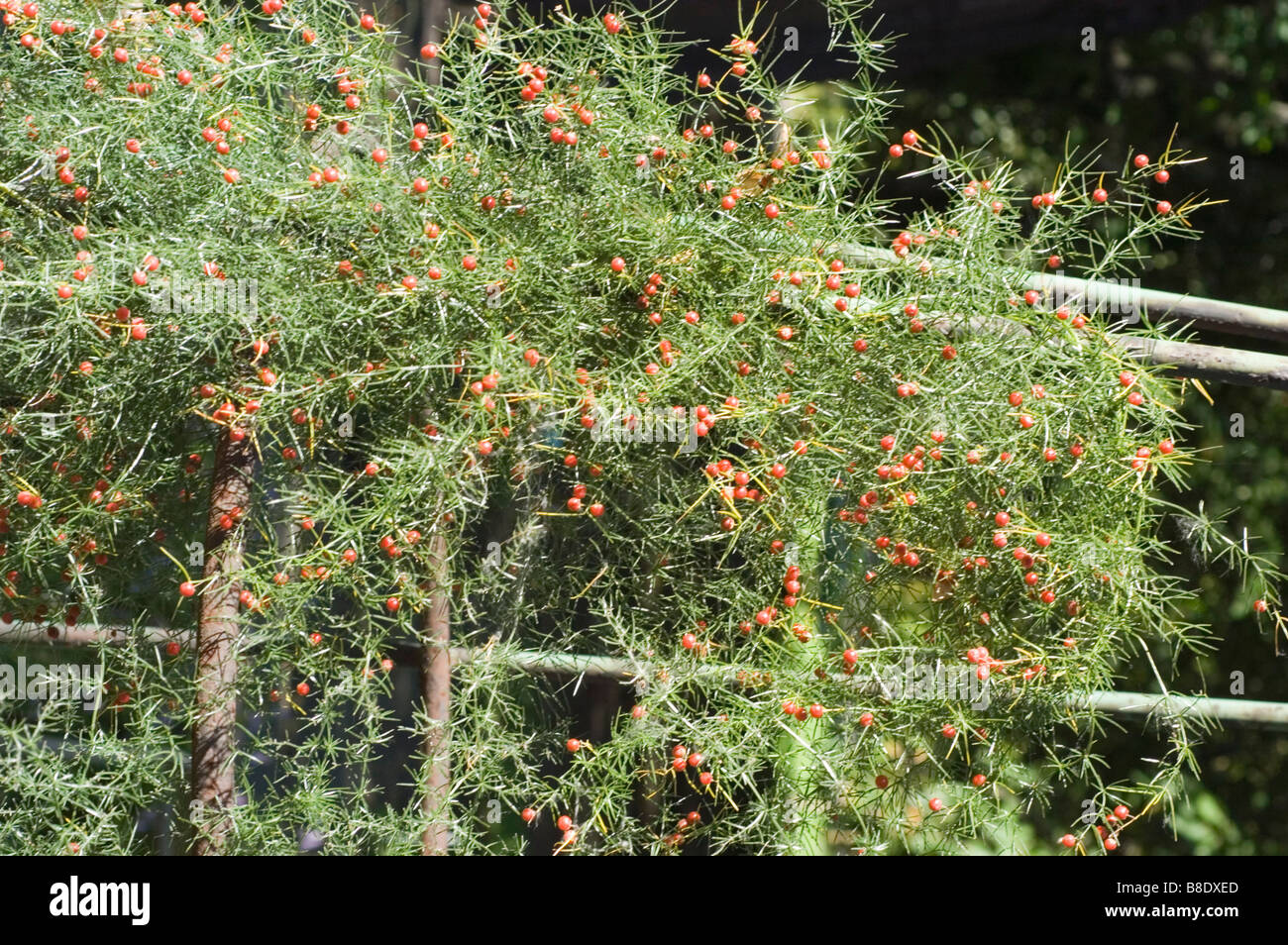 Climbing Asparagus, vining Asparagus Liliaceae, Asparagus verticillatus, Siberia, Iran, Asia Stock Photo