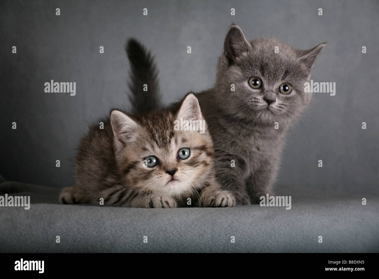 Two  British Shorthair kittens. Stock Photo