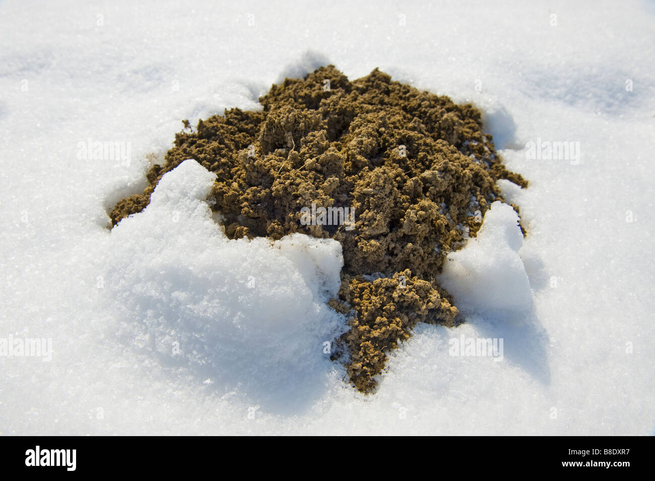 a fresh molehill mole hill in the winter snow mole bat opening hole Stock Photo