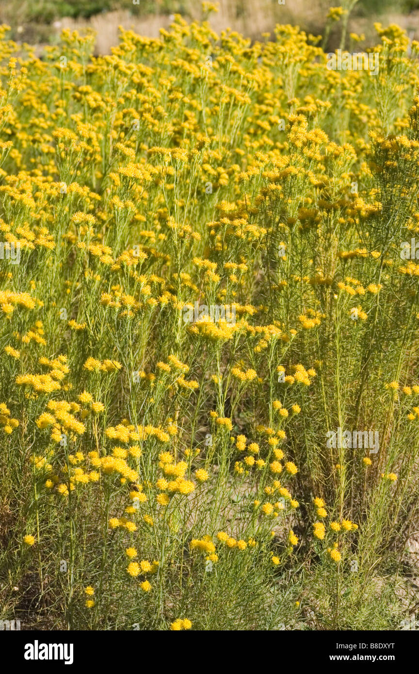 Yellow flowers of Linosyris vulgaris, Aster linosyris, goldilocks, goldilocks aster Stock Photo