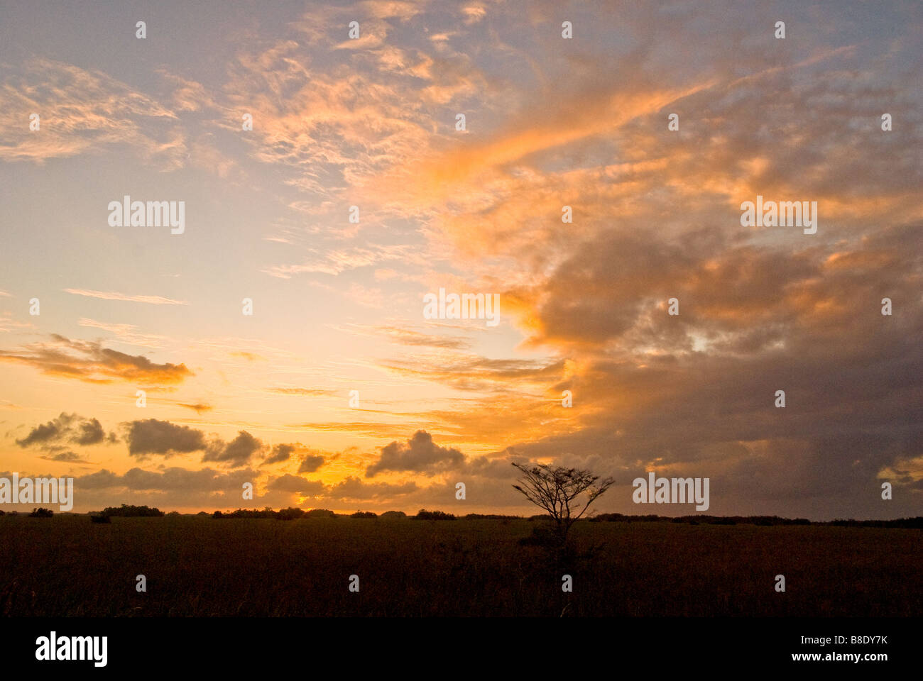 Sunset at Everglades National Park scenic landscape emphasizing open vistas with one small dwarf cypress tree Stock Photo