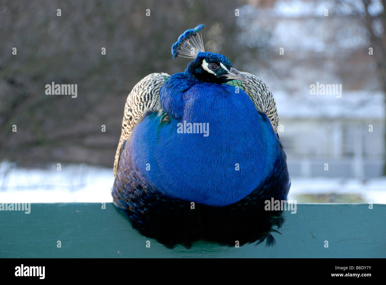 Peacock, Royal Baths Park, Warsaw, Masovian Voivodeship, Poland Stock Photo
