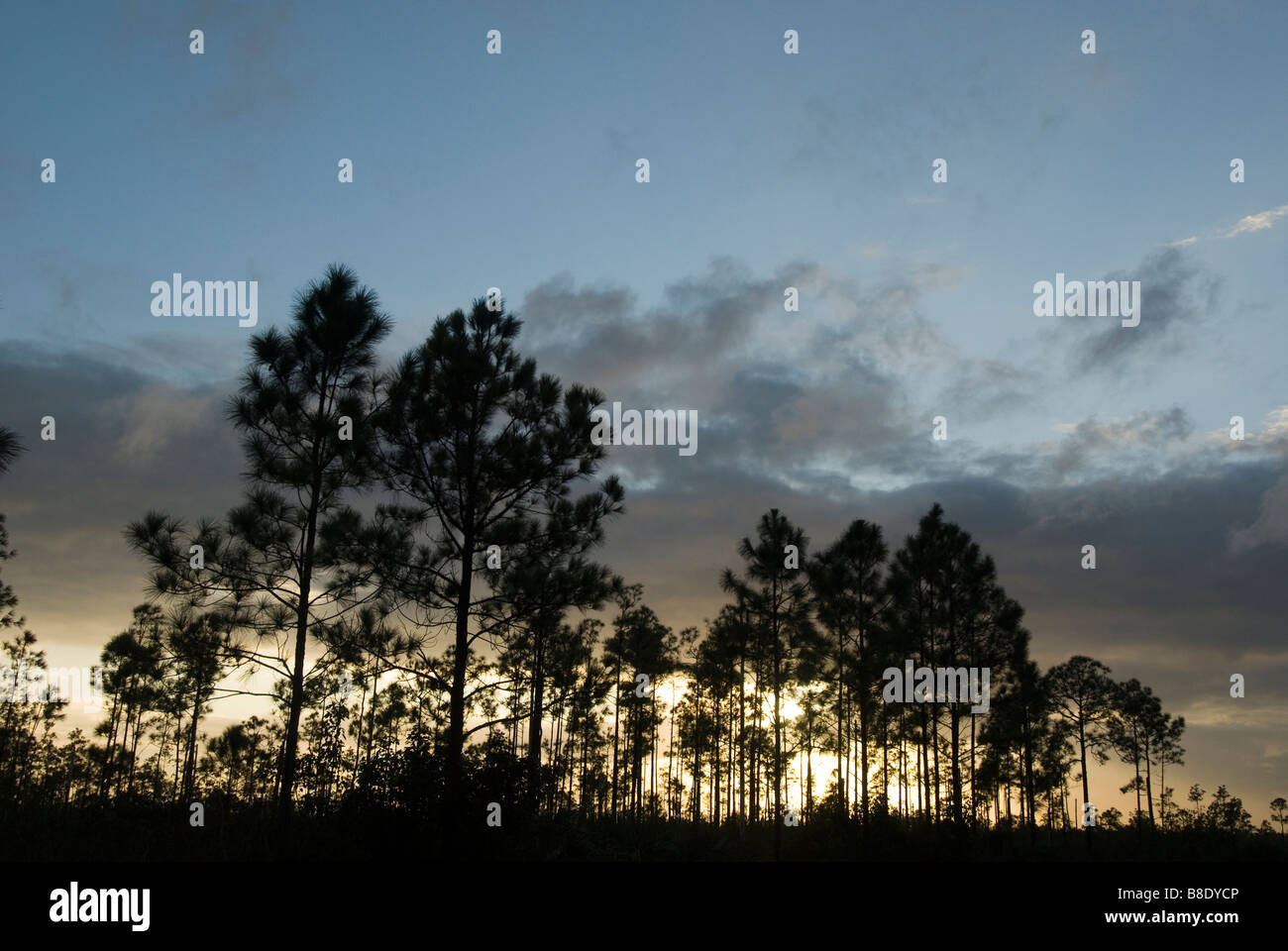 Everglades National Park Fl the pinelands sunset slash pine tree silhouettes Homestead section Stock Photo
