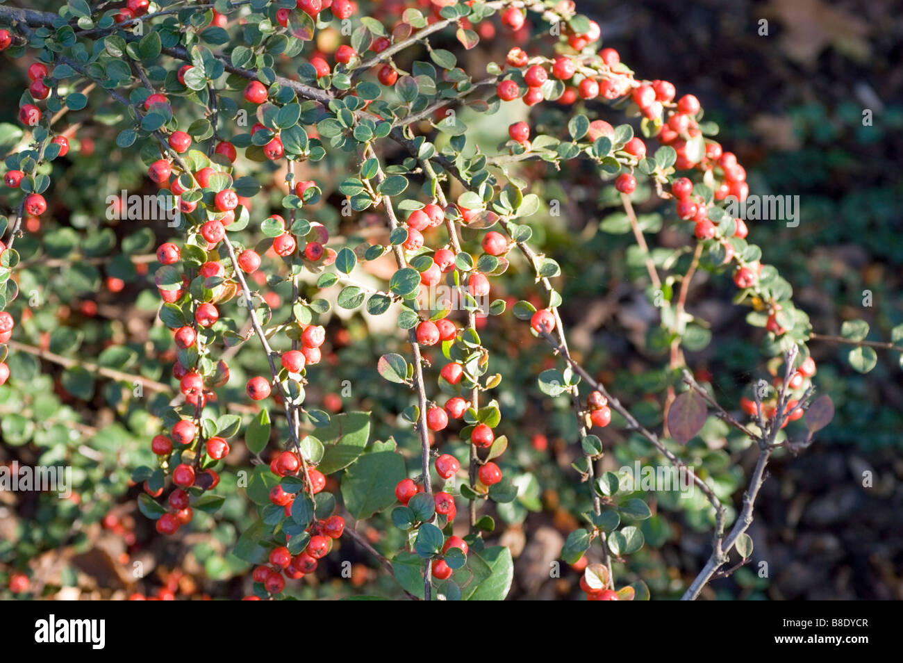Red berries Rosaceae, Cotoneaster splendens Stock Photo