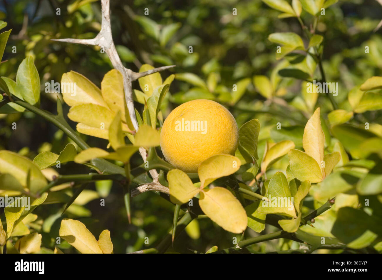 Japanese Bitter Orange, hardy orange, mock orange, trifoliate orange