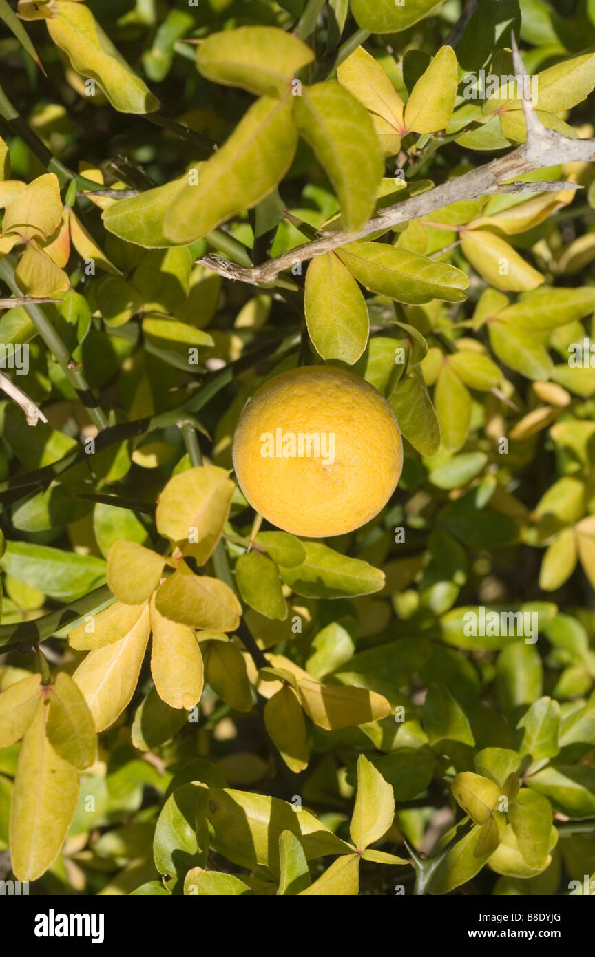 Japanese Bitter Orange, hardy orange, mock orange, trifoliate orange