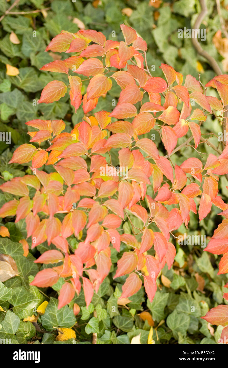 Plant of Merit, Kousa Dogwood, Chinese Dogwood, Korean Dogwood, Cornaceae, Cornus kousa var Chinensis Stock Photo