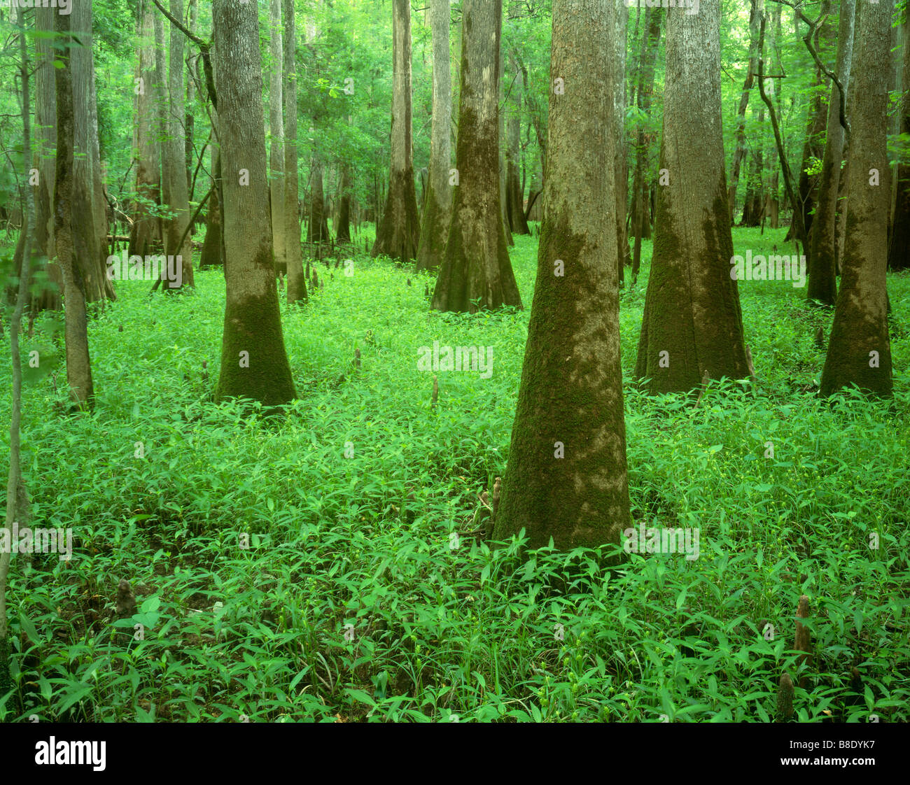 SOUTH CAROLINA  - Trees growing in the swampy ground along the the Boardwalk Trail of Congaree National Park. Stock Photo