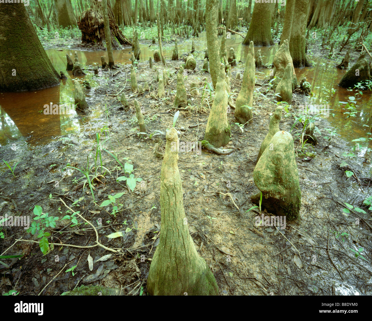 SOUTH CAROLINA  - Cypress knees viewed from the Boardwalk Trail in Congaree National Park. Stock Photo