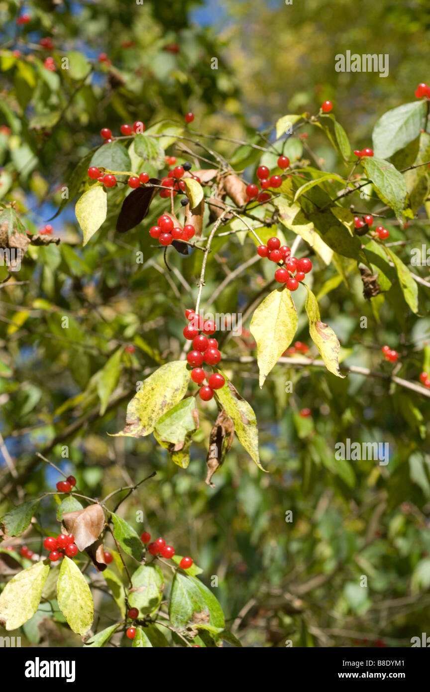Red berries of Amur honeysuckle, Lonicera maackii Erubescens Stock Photo